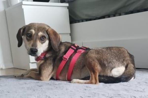 Nalla  kleine Lady sucht großes Glück!