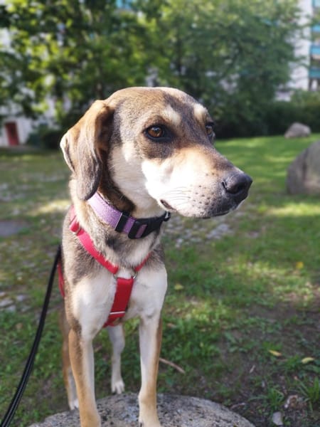 Nalla  kleine Lady sucht großes Glück!