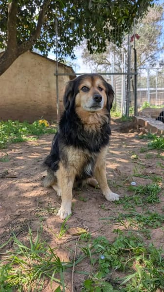 Rocky sucht ein einfühlsames Zuhause