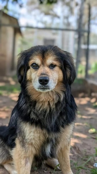 Rocky sucht ein einfühlsames Zuhause