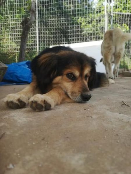 Rocky sucht ein einfühlsames Zuhause