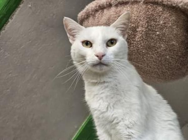 NIEVE - aufgeschlossenes Katzenmädchen!