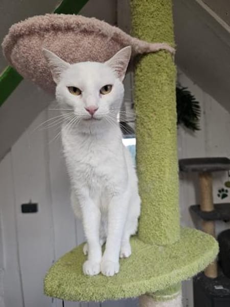 NIEVE - aufgeschlossenes Katzenmädchen!
