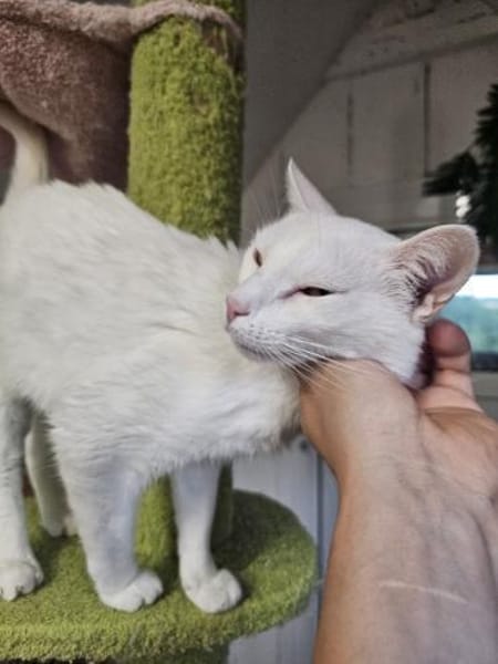 NIEVE - aufgeschlossenes Katzenmädchen!