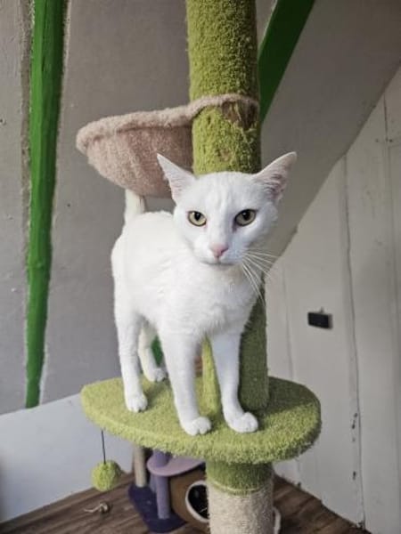 NIEVE - aufgeschlossenes Katzenmädchen!