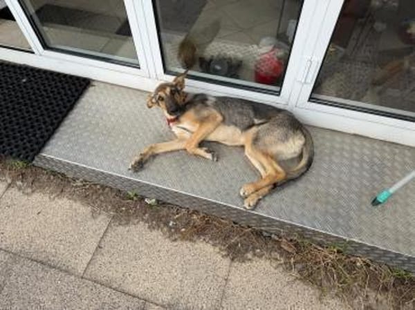 🐾 Bella  Schäferhund-Mix sucht Sie