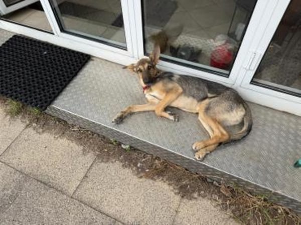 🐾 Bella  Schäferhund-Mix sucht Sie