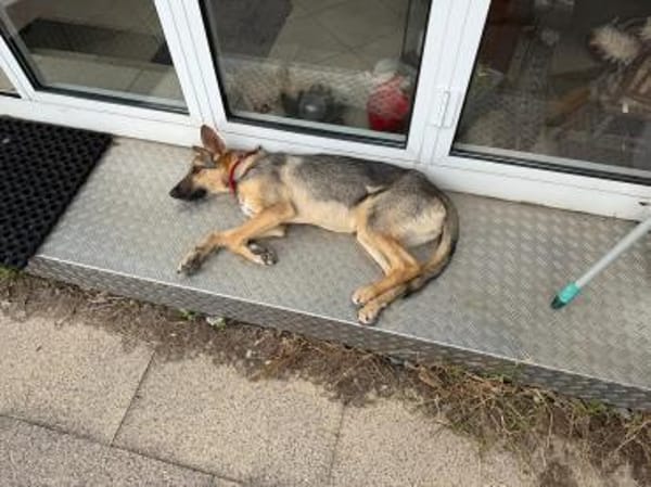 🐾 Bella  Schäferhund-Mix sucht Sie