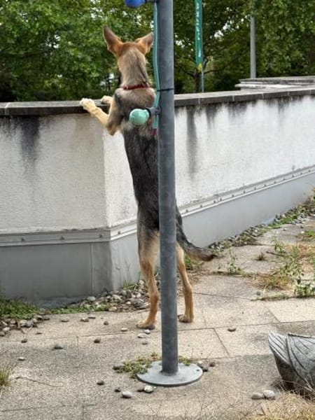 🐾 Bella  Schäferhund-Mix sucht Sie