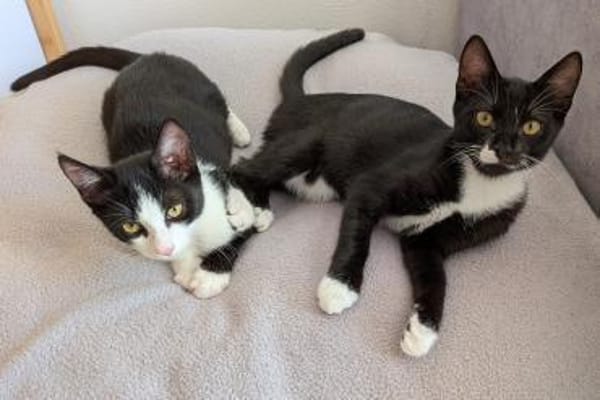 Kittenbrüder Antonio & Bandit
