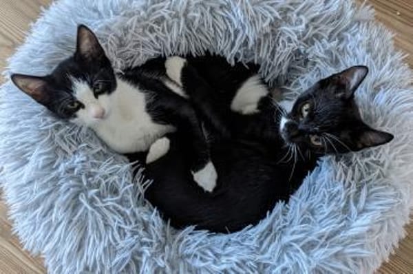 Kittenbrüder Antonio & Bandit