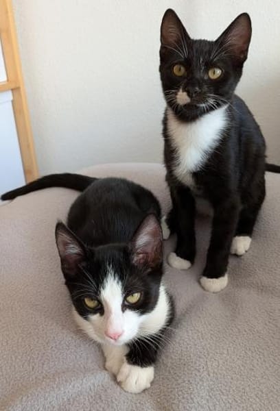 Kittenbrüder Antonio & Bandit