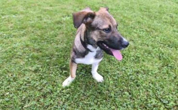 Liebevolle Familie für Amadeus gesucht