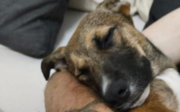 Liebevolle Familie für Amadeus gesucht