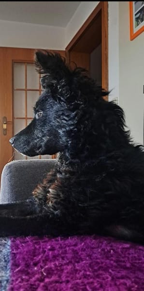 Orlando sucht sein Für-immer-Zuhause