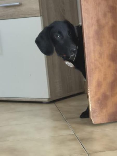 Five sucht seine Herzensmenschen 🐾