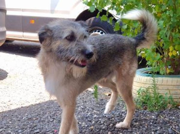 RUFUS - ein so lieber Kerl