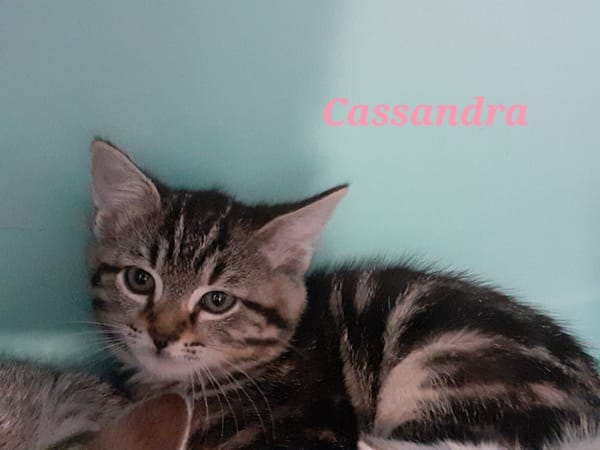 Cassandra
