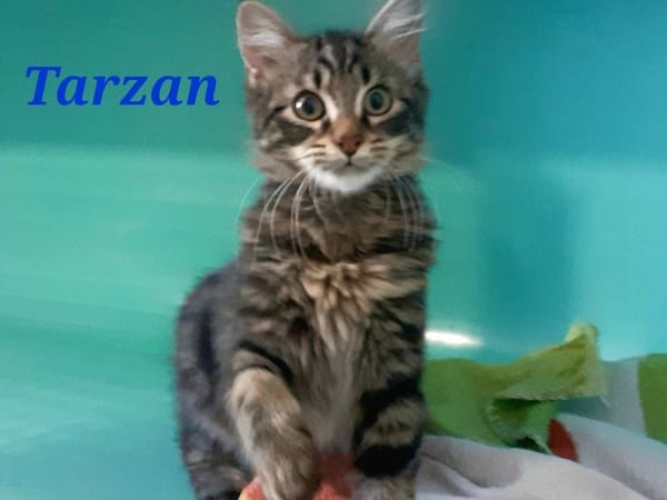 Tarzan