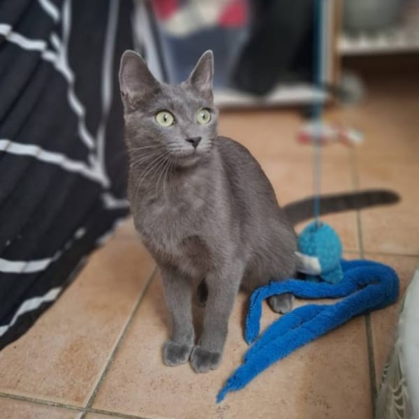 INA