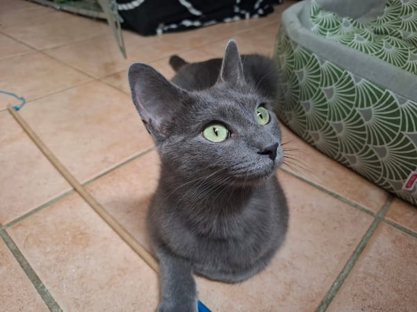 INA