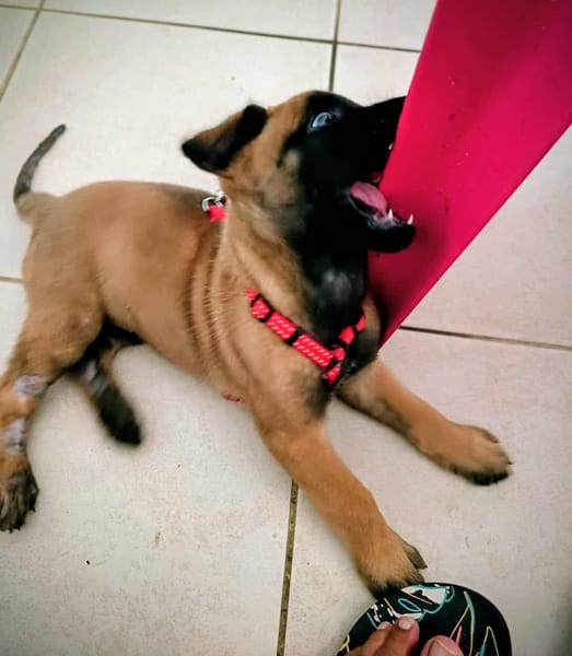 NALA, la magnifique rescapée