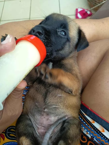 NALA, la magnifique rescapée