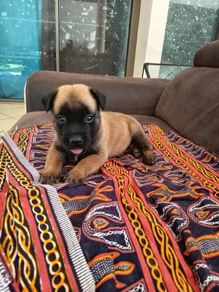 NALA, la magnifique rescapée