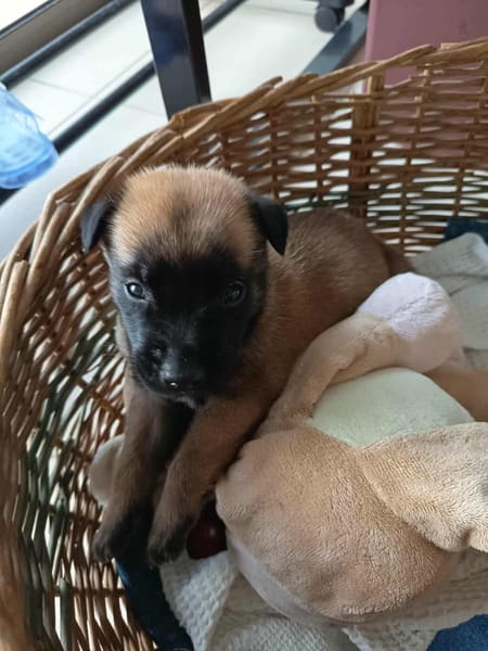 NALA, la magnifique rescapée