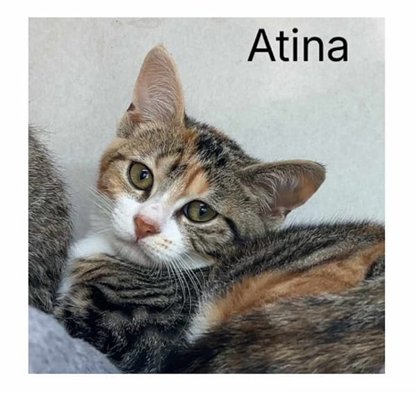 ATINA   A RESERVER