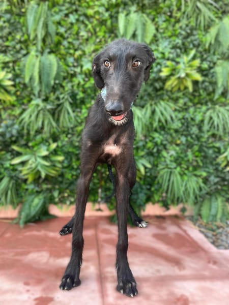 NELIA