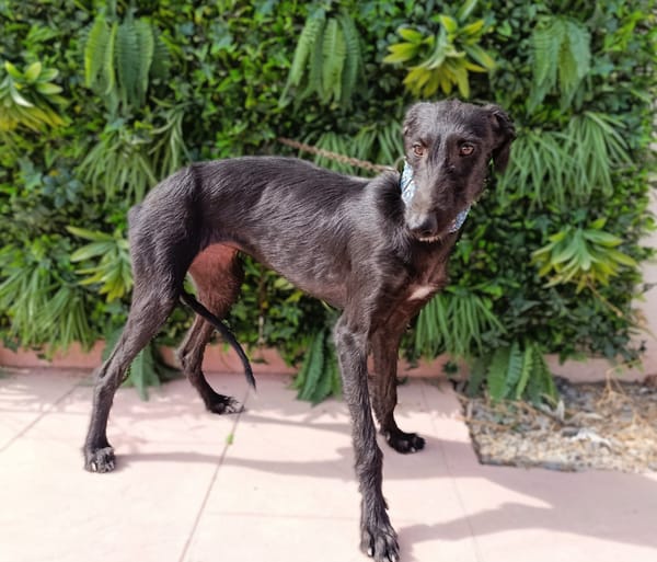 NELIA