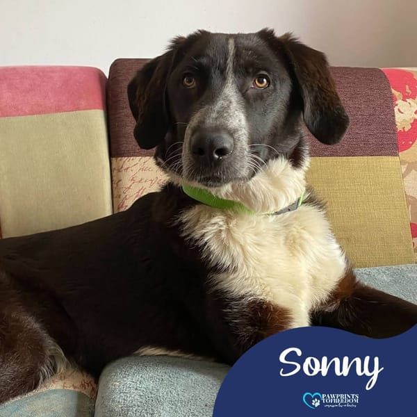 Sonny