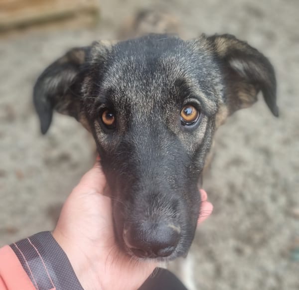 Skye