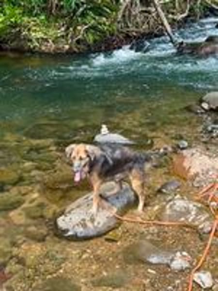 Bobby, un amour de chien