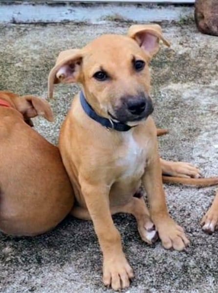 Néwis, mâle croisé berger, né le 18/06/2025 🐶