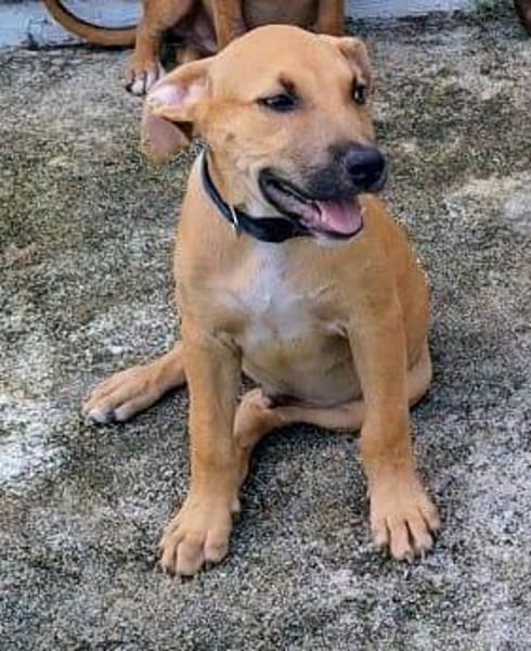 Néwis, mâle croisé berger, né le 18/06/2025 🐶