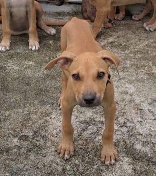 Barton, mâle croisé berger, né le 18/06/2025 🐶