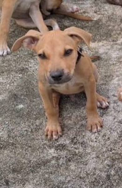 Barton, mâle croisé berger, né le 18/06/2025 🐶