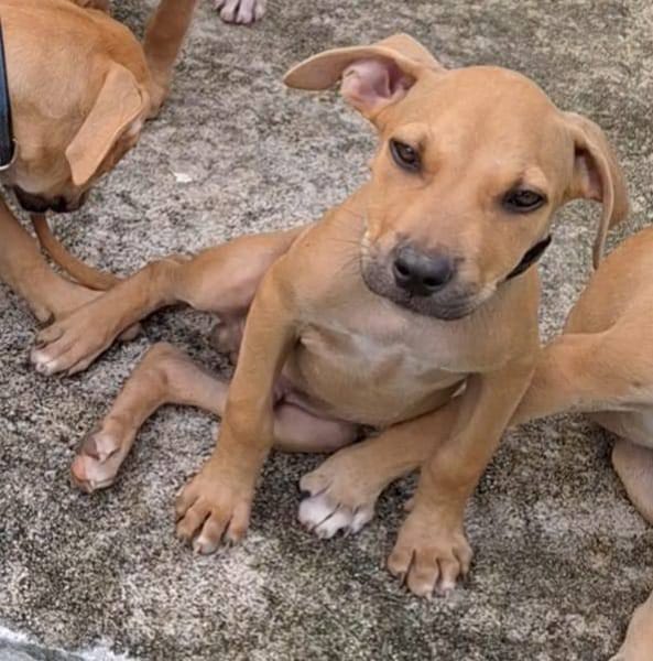 Barton, mâle croisé berger, né le 18/06/2025 🐶