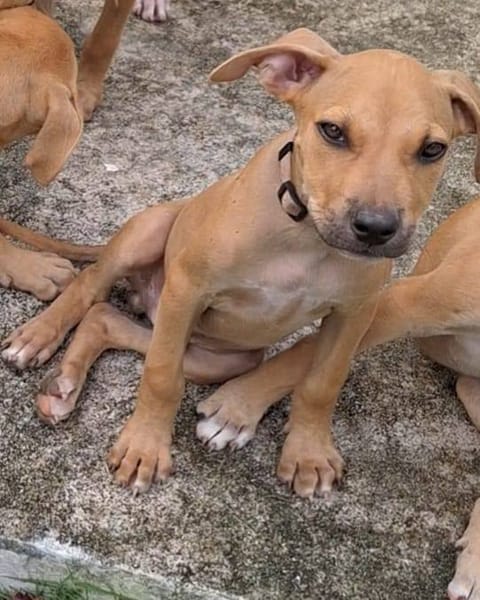 Barton, mâle croisé berger, né le 18/06/2025 🐶