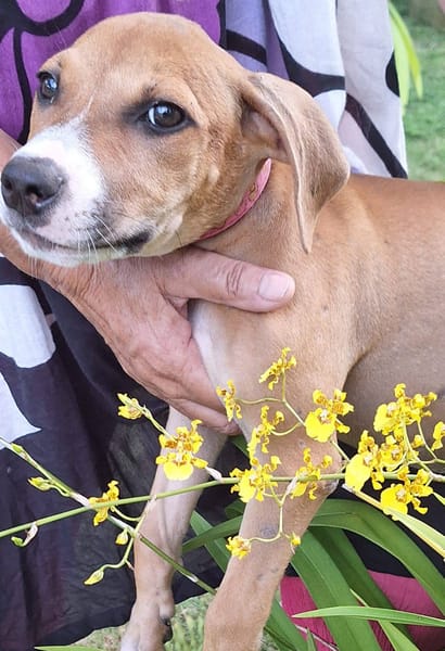 Aéla, femelle croisée berger, née le 18/06/2025 🐶