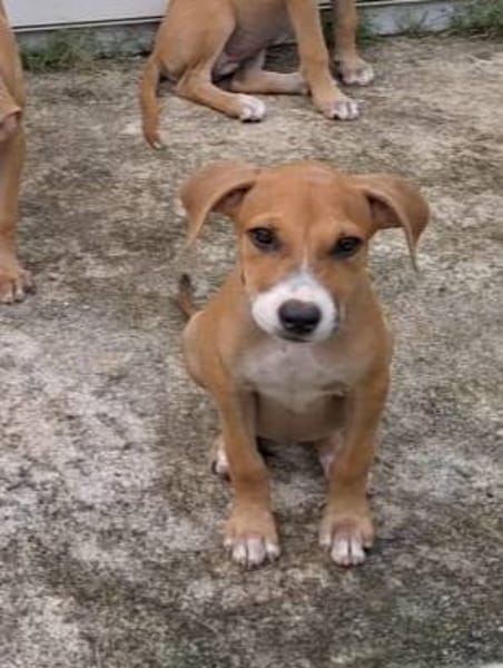 Aéla, femelle croisée berger, née le 18/06/2025 🐶