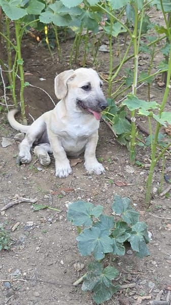 Dolly Traumhund
