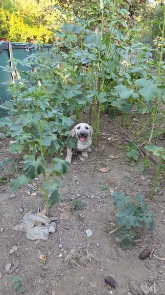 Dolly Traumhund