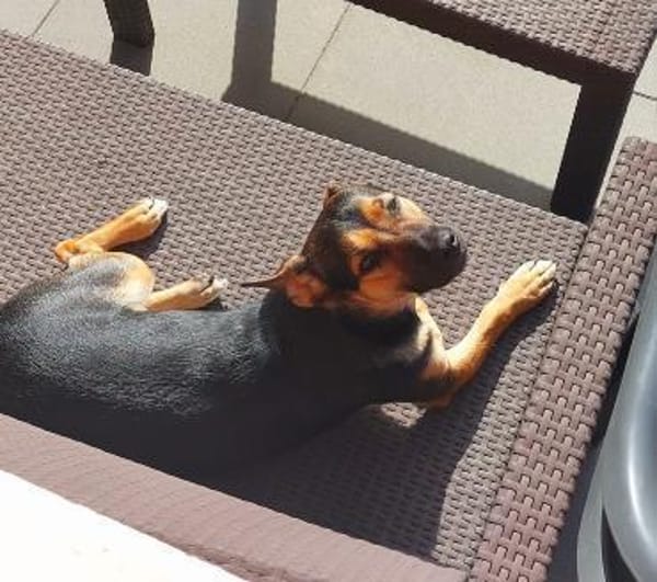 Kleiner lieber Rüde Jerry 1 Jahr
