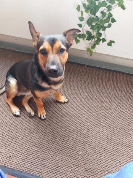 Kleiner lieber Rüde Jerry 1 Jahr