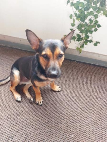 Kleiner lieber Rüde Jerry 1 Jahr