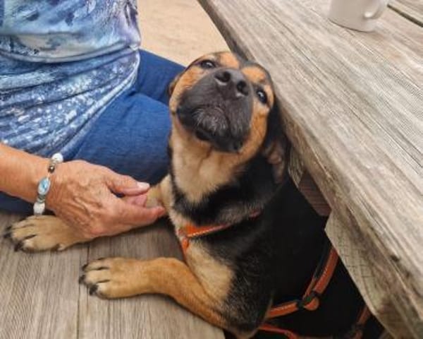 Kleiner lieber Rüde Jerry 1 Jahr