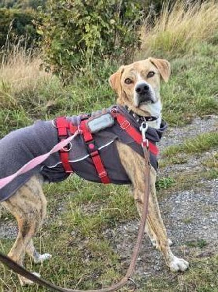 Paco sucht ein Zuhause